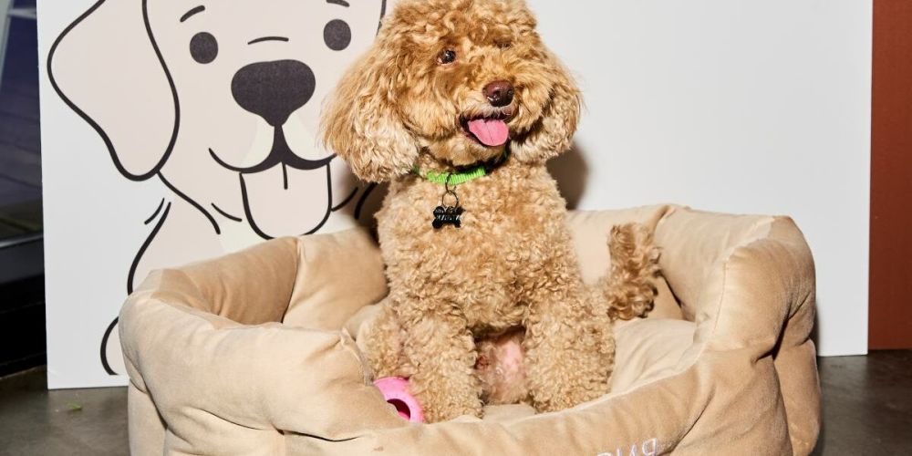 «Мрия» и «Валта Пет Продактс» представили стандарты pet-friendly путешествий